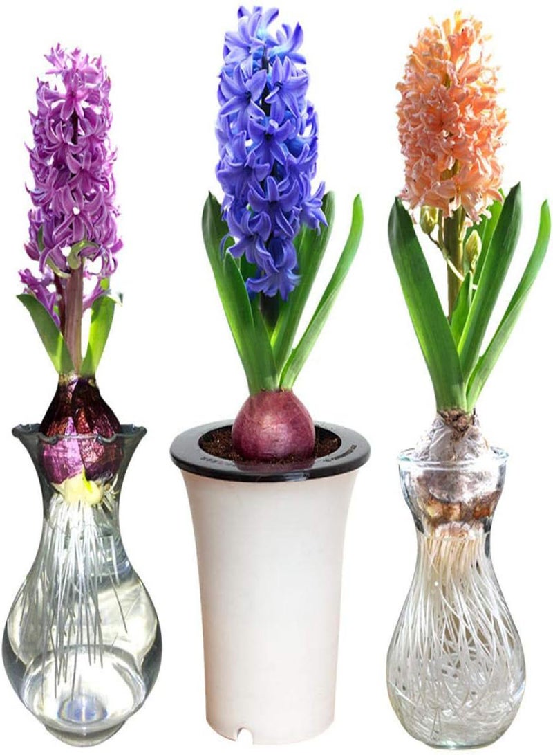 جي جوت بذور سهلة النمو، بذور زهرة الزنبق المائية مع مجموعة زراعة مائية في زجاجة - بنفسجي، بذور مفردة، بذور عطرية مزهرة - Image 2