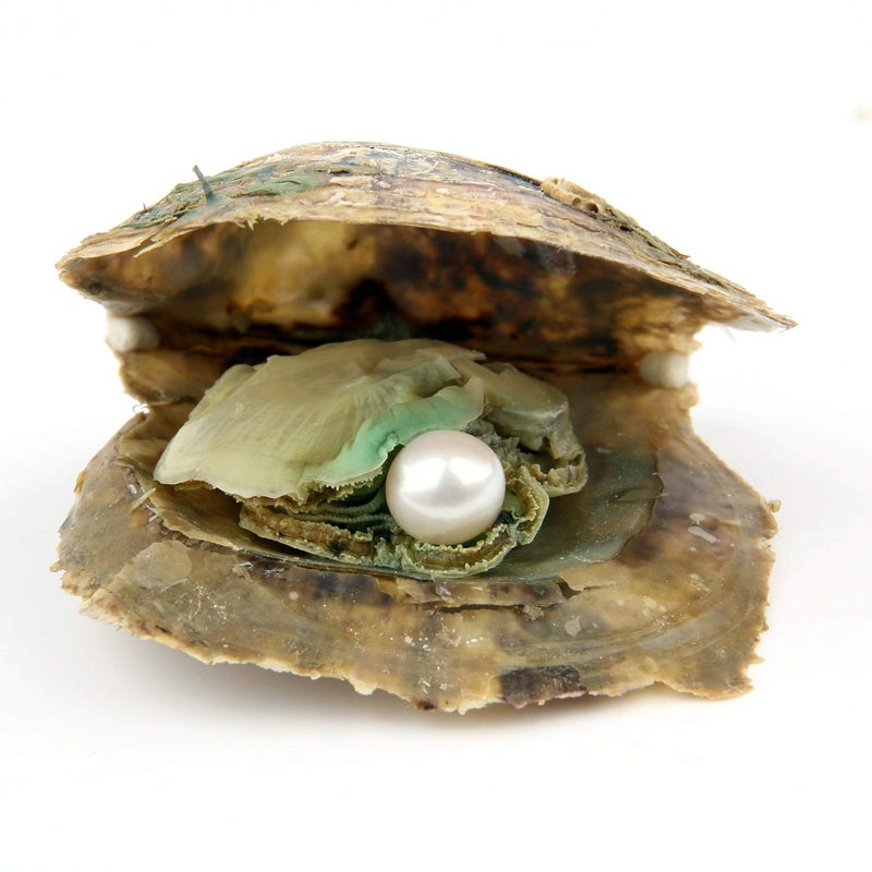 QSLLER 4PCS Saltwater Akoya Cultured Pearl Oyster with Round Pearl (6.5-7.5mm) Inside Jewelry Making or Birthday Gifts (4 Colors) - Image 3
