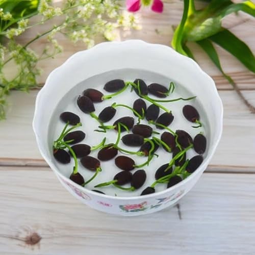ZEshops 12pcs Mixed Pink, Red & Green Color Bowl Lotus Seeds for Planting Beautiful Water Plants for Indoor Bonsai, Outdoor Ponds - Image 3