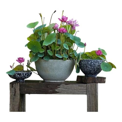 ZEshops 12pcs Mixed Pink, Red & Green Color Bowl Lotus Seeds for Planting Beautiful Water Plants for Indoor Bonsai, Outdoor Ponds - Image 1