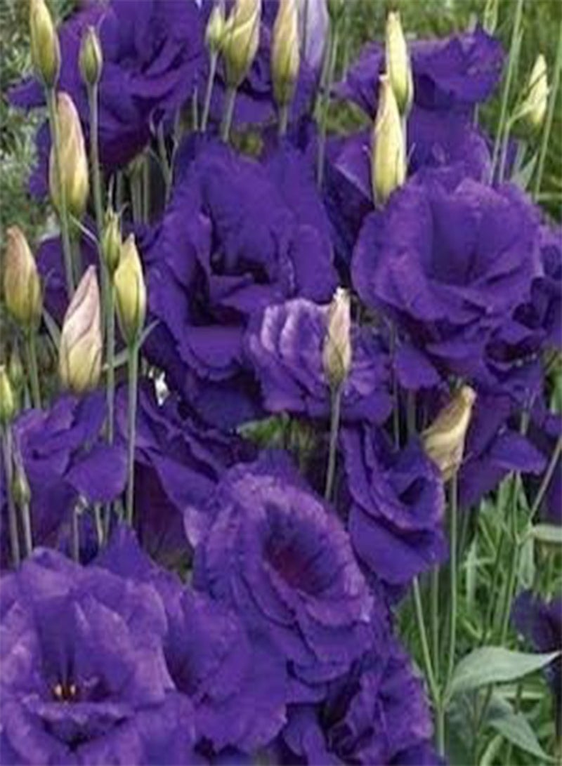 جي جوت بذور طازجة 100 قطعة من بذور زهرة يوستوما للزراعة باللون الأزرق الداكن