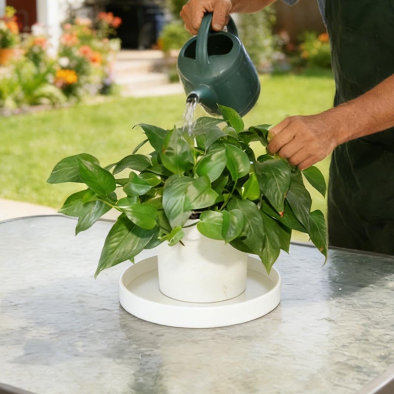 Afrine Plant Saucer, Plant Saucers - Image 3