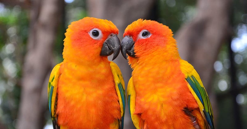 Parrots Wizard, Dry Bird Food Big Parrot Food 31 Types of Seed Mix (900 Gram) 2 Pack,Adult - Image 5