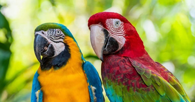 Parrots Wizard, Dry Bird Food Big Parrot Food 31 Types of Seed Mix (900 Gram) 2 Pack,Adult - Image 2