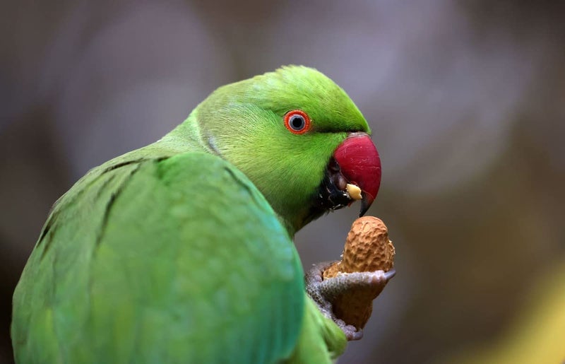 Parrots Wizard, Dry Bird Food Big Parrot Food 31 Types of Seed Mix (900 Gram) 2 Pack,Adult - Image 4