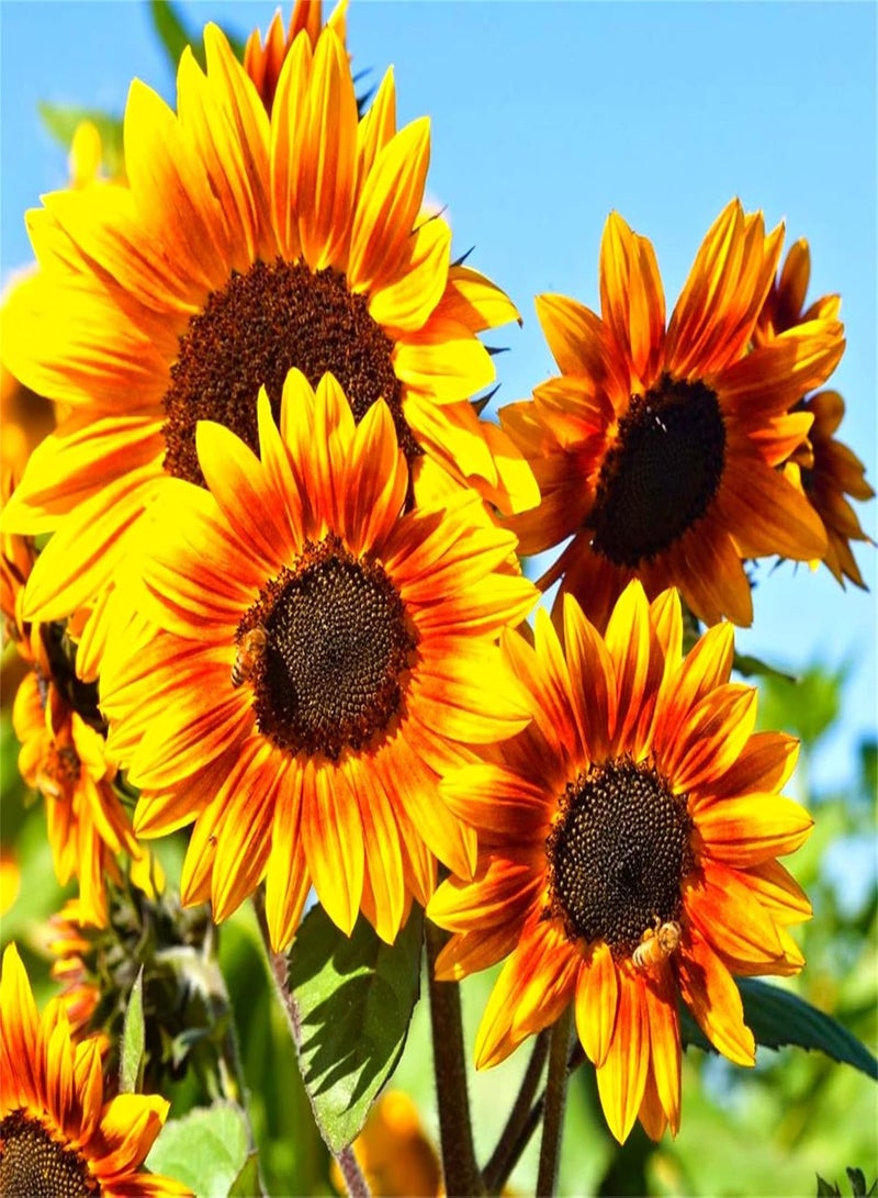 GGOOT Rare Growing Sunflower Seeds for Planting Perennial Happiness Wild Flower Seeds to Attract Bees Flower Seeds Uk-300pcs 