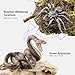 THINKBAY 4PCS Fake Snake Spider Prank Toys Animal Figurines Realistic Plastic Snakes Spiders Prank Stuff Scare Birds Squirrels Away Green Anaconda Boa Constrictor Tarantula Brazilian Whiteknee - Image 4