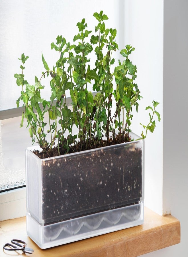 D'vine Dev 12 Inch Window Box Planter, Rectangle Plastic Herb Planter with Drainage Holes and Saucer, Indoor Succulent Cactus Vegetable Pot for Windowsill, Garden Balcony, Clear, Set of 2, 76-X-D-2 - Image 3