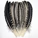 XKTEI Turkey Wing FeathersNatural Big Long Feather1113 inches 2833cmLarge Size Bilateral FeathersLeft and Right Wings for CraftsBulk 12pcs Natural Turkey Wing1 - Image 2