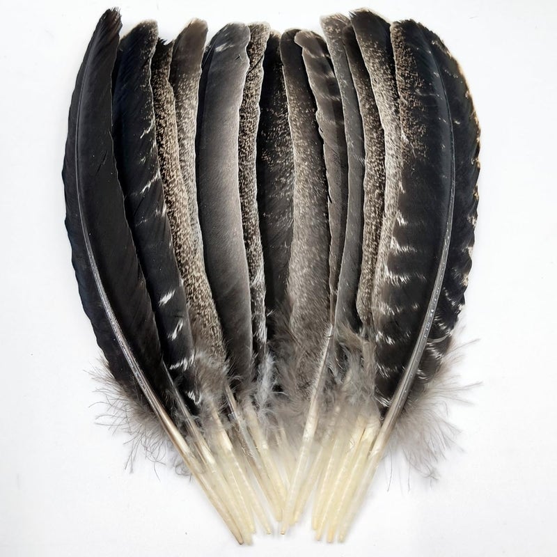 XKTEI Turkey Wing FeathersNatural Big Long Feather1113 inches 2833cmLarge Size Bilateral FeathersLeft and Right Wings for CraftsBulk 12pcs Natural Turkey Wing1 - Image 3