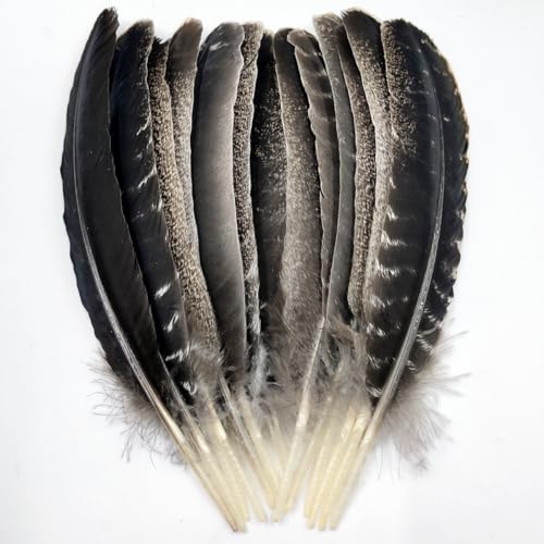 XKTEI Turkey Wing FeathersNatural Big Long Feather1113 inches 2833cmLarge Size Bilateral FeathersLeft and Right Wings for CraftsBulk 12pcs Natural Turkey Wing1 - Image 1