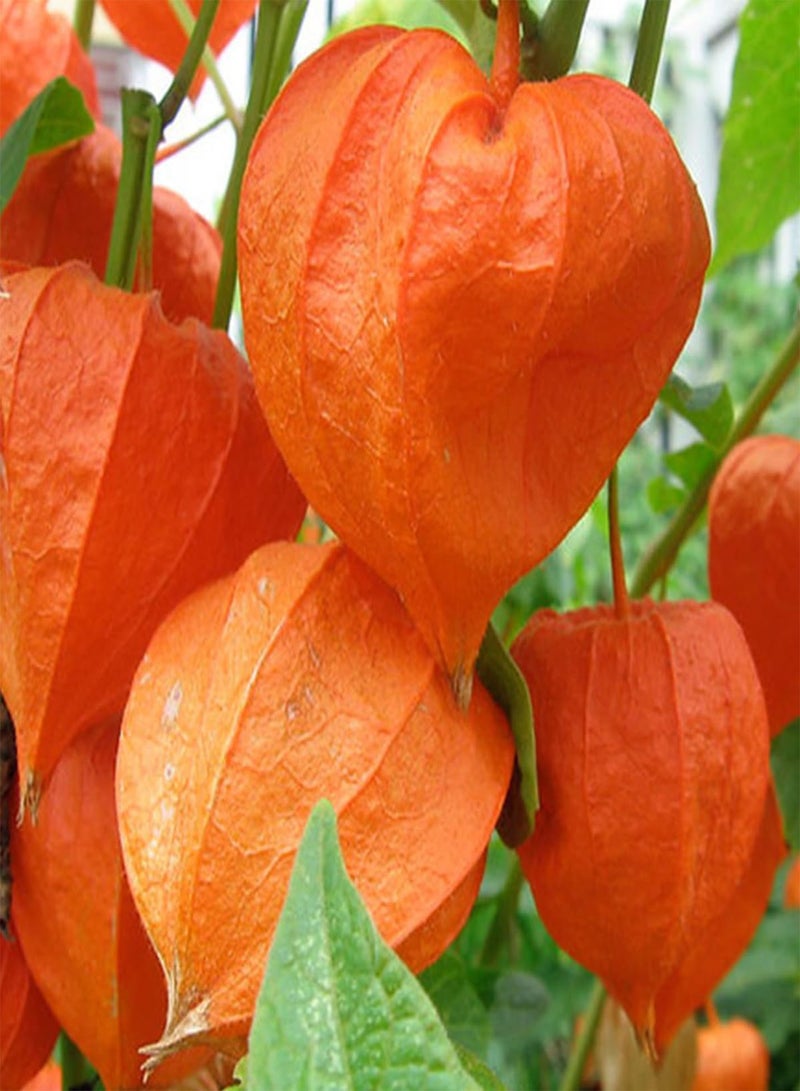 GGOOT 30 Giant Chinese Lantern Seeds Heirloom Physalis Exotic Flower to Plant & Grow - Image 1