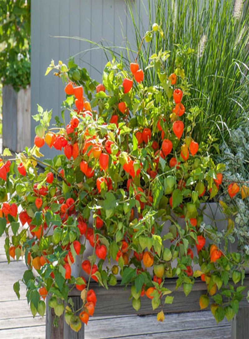 GGOOT 30 Giant Chinese Lantern Seeds Heirloom Physalis Exotic Flower to Plant & Grow - Image 3