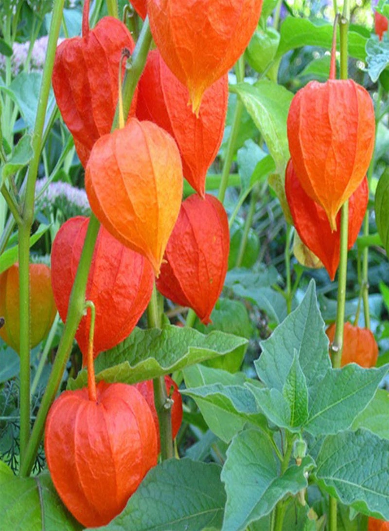 GGOOT 30 Giant Chinese Lantern Seeds Heirloom Physalis Exotic Flower to Plant & Grow - Image 2