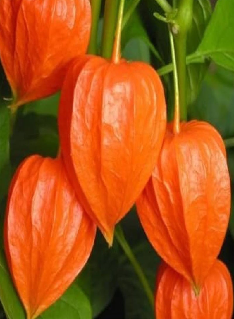 GGOOT 30 Giant Chinese Lantern Seeds Heirloom Physalis Exotic Flower to Plant & Grow - Image 4