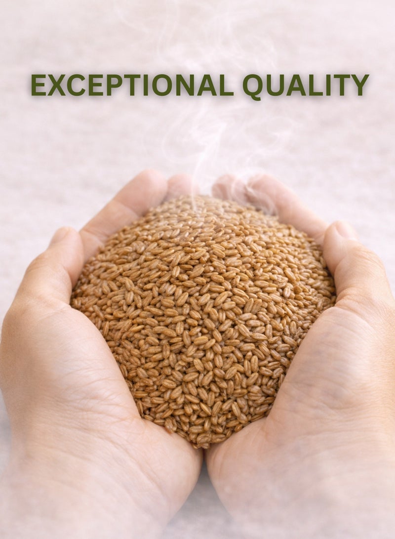 زهر بذور السيليوم الكاملة (بذر قطونا) - بلانتاجو أوفاتا | بذور الإسبغول - بذور طبيعية كاملة عالية الجودة | نقية 100% للاستخدام في البستنة والزراعة وعلم النبات والأعشاب. - Image 5