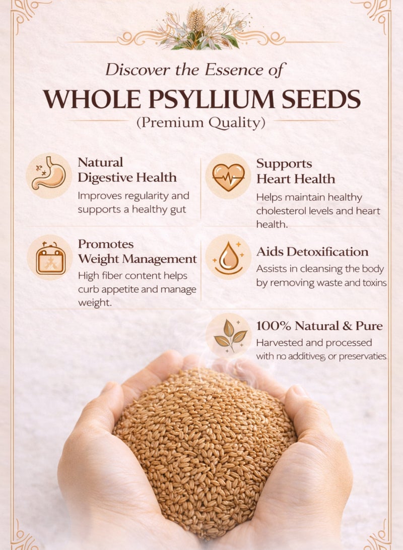 زهر بذور السيليوم الكاملة (بذر قطونا) - بلانتاجو أوفاتا | بذور الإسبغول - بذور طبيعية كاملة عالية الجودة | نقية 100% للاستخدام في البستنة والزراعة وعلم النبات والأعشاب. - Image 4