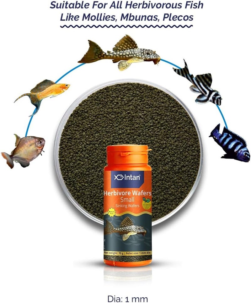 Intan Growel Herbivore Wafers (Small 1mm Sinking) | 70gm - Highly Nutritious Ornamental Fish Food for Herbivorous Fish - Mollies, Mbunas & Plecos - Image 1