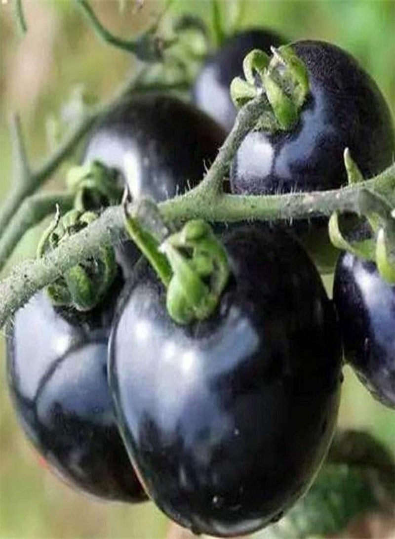 جي جوت 300 قطعة من بذور الطماطم، طماطم سوداء نادرة مزروعة في حديقة خضراوات خارجية، سهلة النمو، مناسبة للمبتدئين - Image 2