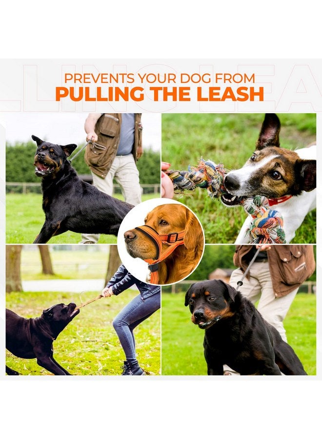 Dog Head Halter with Safety Strap - Headcollar - No-Pull Dog Collar - Perfect for Leash & Harness Training Medium and Large Dog Sizes (Size M (Pack of 1), Red) - Image 3