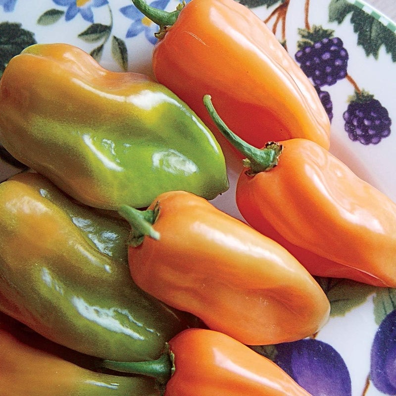 Burpee Habanero Hot Pepper Seeds 75 seeds - Image 1