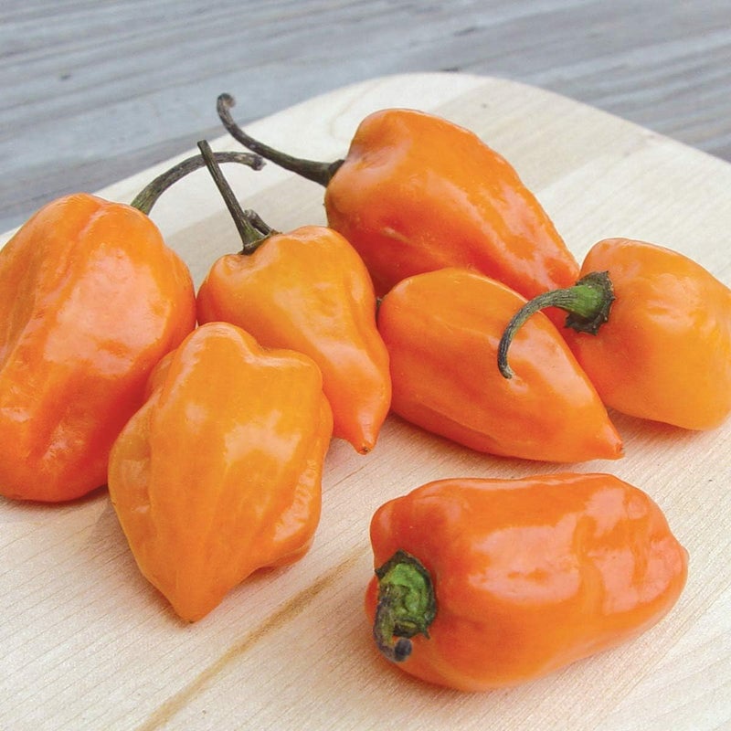 Burpee Habanero Hot Pepper Seeds 75 seeds - Image 5