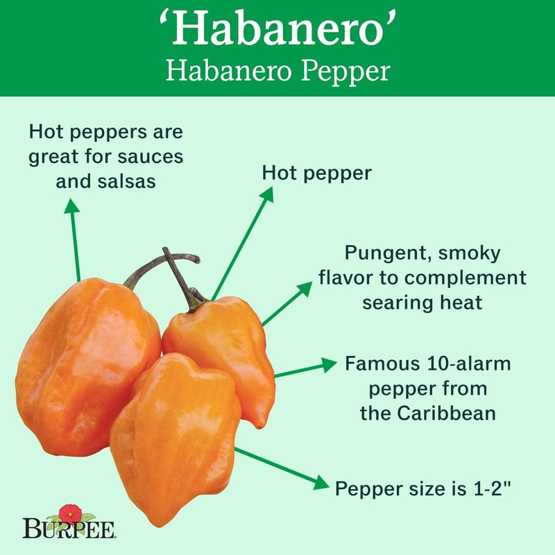 Burpee Habanero Hot Pepper Seeds 75 seeds - Image 2