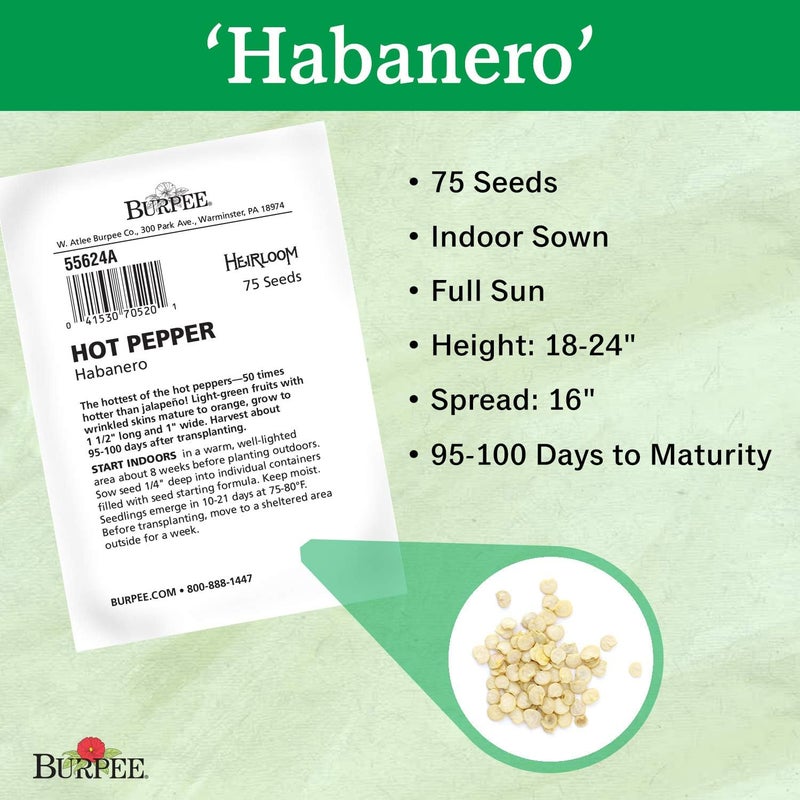 Burpee Habanero Hot Pepper Seeds 75 seeds - Image 3