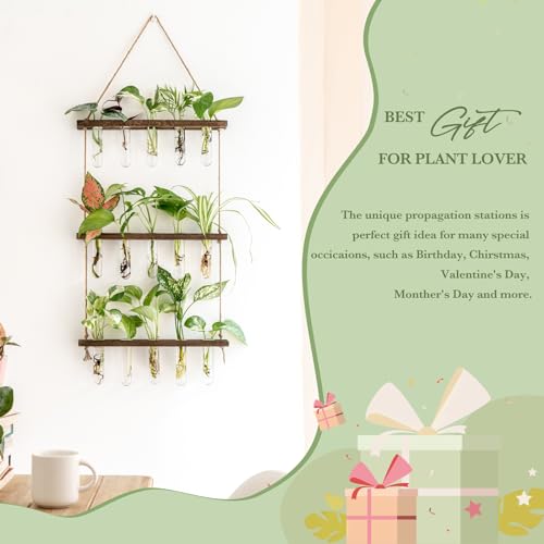 Mkono Plant Propagation Tubes, 3 Tiered Wall Hanging Terrarium with Wooden Stand Mini Test Tube Flower Vase Glass Planter Stations for Hydroponic Cutting Home Garden Office Decor Plant Lover Gift - Image 3