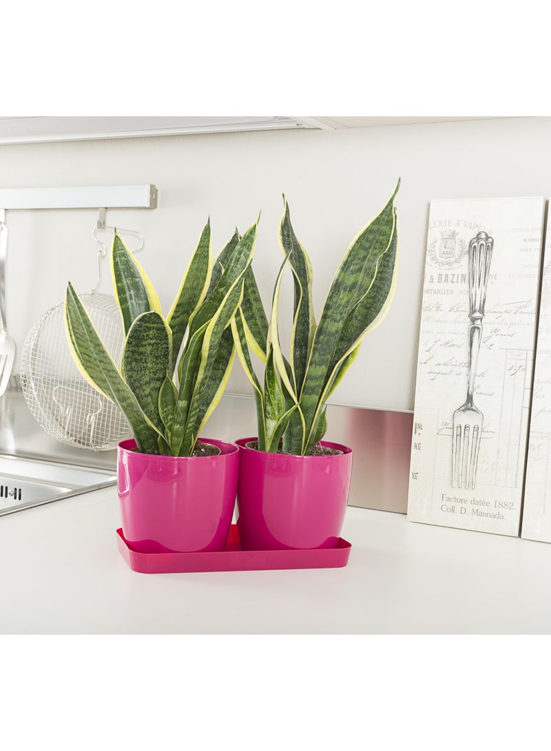 أيدل طقم من 2 وعاء زهور بلاستيكي دائري مع صينية - 14x12 سم أصيص نباتات متين للاستخدام الداخلي والخارجي - أصيص حديقة زخرفي خفيف الوزن بألوان متعددة - دائري للمعيشة - صنع في إيطاليا - Image 3