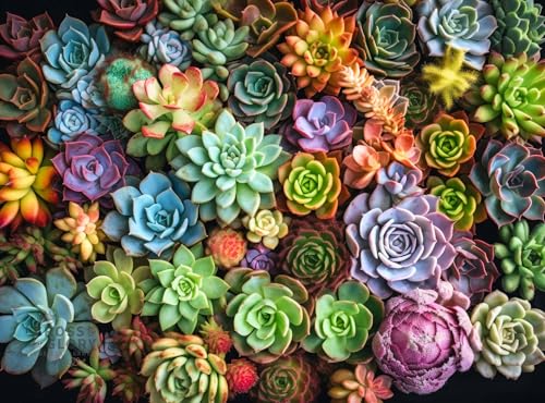Cross & Glory Cross Glory Succulent Symphony 1000 Piece Jigsaw Puzzle for Adults Premium Quality Colorful Artwork Succulent Plant Puzzle - Image 1