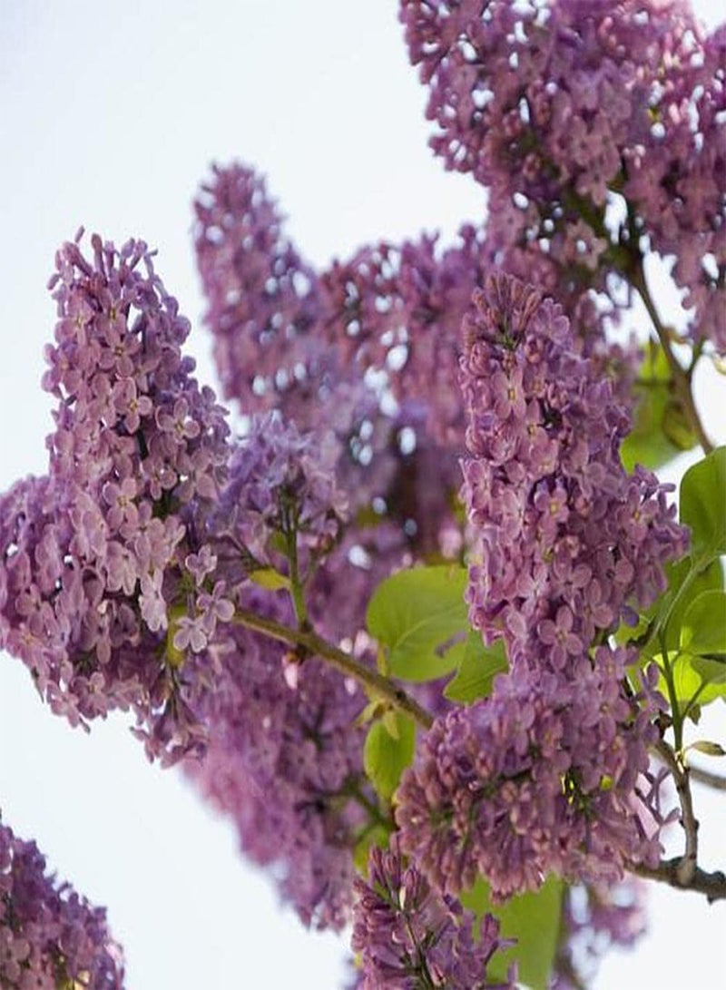 GGOOT 200Pcs Lilac Seeds Can Be Used As Exquisite Cut Flowers Decoration Home Interior Balcony Bring A Wonderful Atmosphere Natural Growth - Image 2