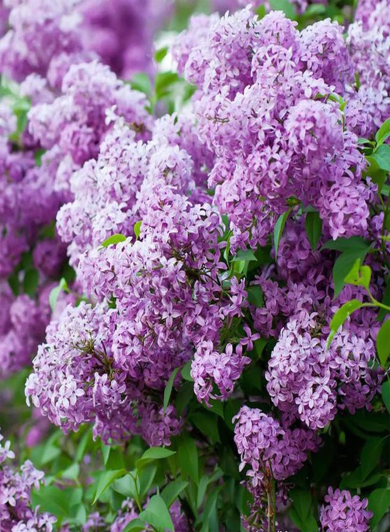 GGOOT 200Pcs Lilac Seeds Can Be Used As Exquisite Cut Flowers Decoration Home Interior Balcony Bring A Wonderful Atmosphere Natural Growth - Image 1