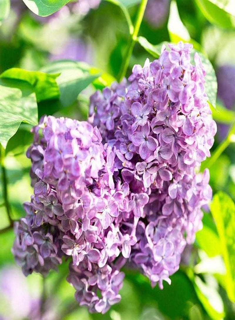 GGOOT 200Pcs Lilac Seeds Can Be Used As Exquisite Cut Flowers Decoration Home Interior Balcony Bring A Wonderful Atmosphere Natural Growth - Image 3
