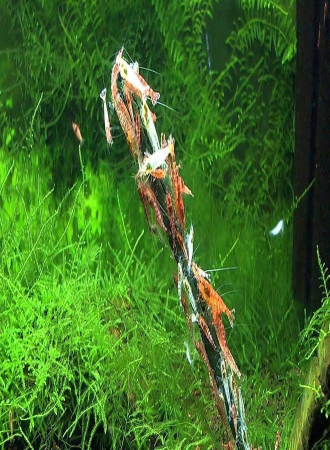 GlasGarten Shrimp Lollies - Walnut Power Shrimp Food - Image 3