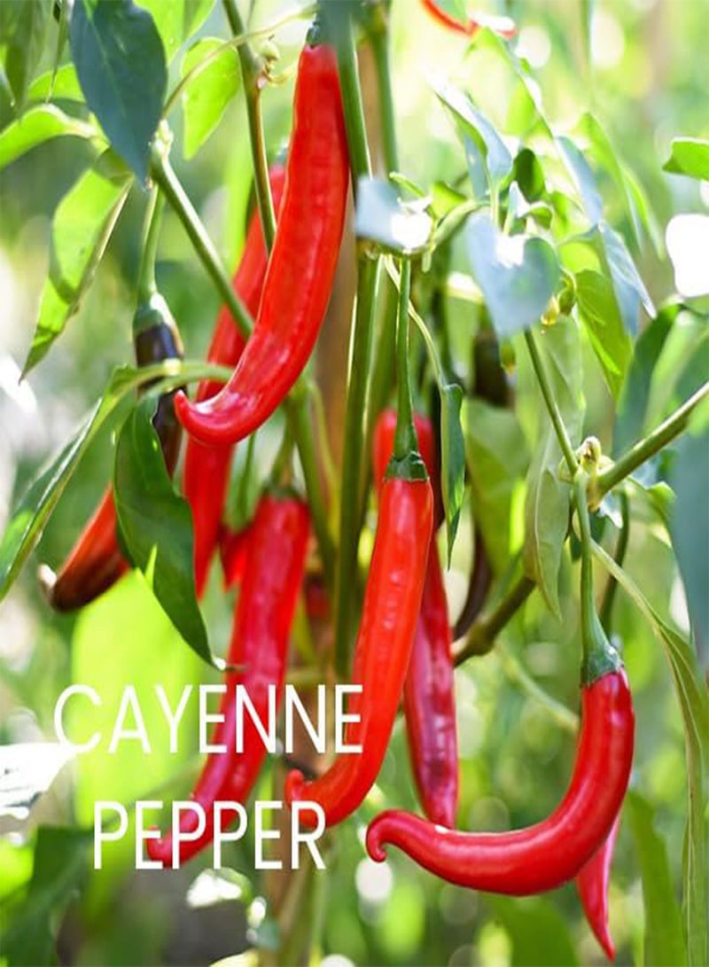 GGOOT Hot Chili Seeds Multi-Pack - 4 Different Varieties Spicy Pepper Seed Kit Includes Scotch Bonnet & Habanero Red - Open Pollinated Guaranteed Seed Variety - Image 4