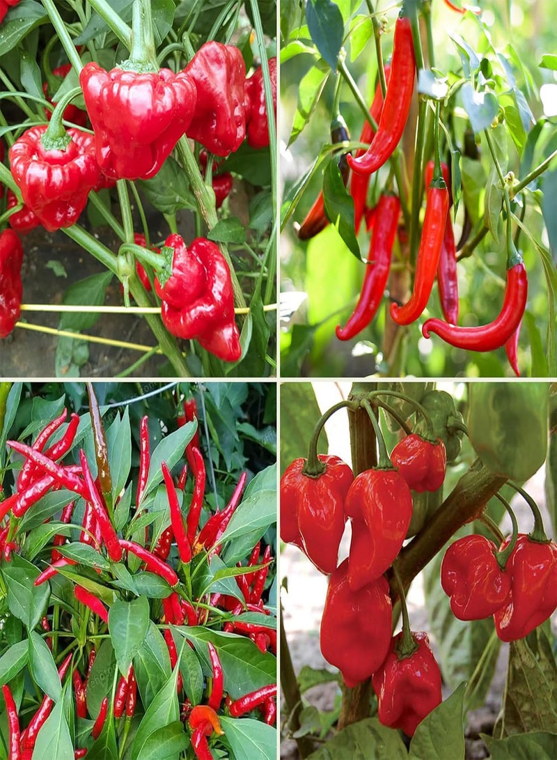 GGOOT Hot Chili Seeds Multi-Pack - 4 Different Varieties Spicy Pepper Seed Kit Includes Scotch Bonnet & Habanero Red - Open Pollinated Guaranteed Seed Variety - Image 1