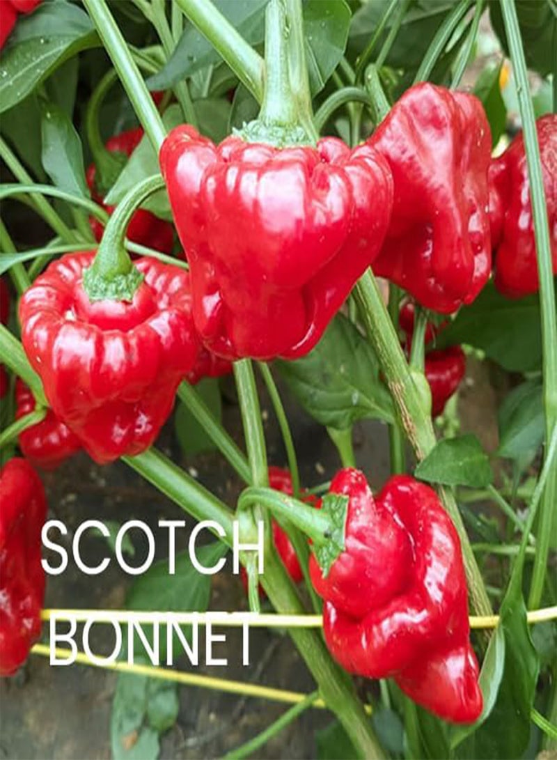 GGOOT Hot Chili Seeds Multi-Pack - 4 Different Varieties Spicy Pepper Seed Kit Includes Scotch Bonnet & Habanero Red - Open Pollinated Guaranteed Seed Variety - Image 2