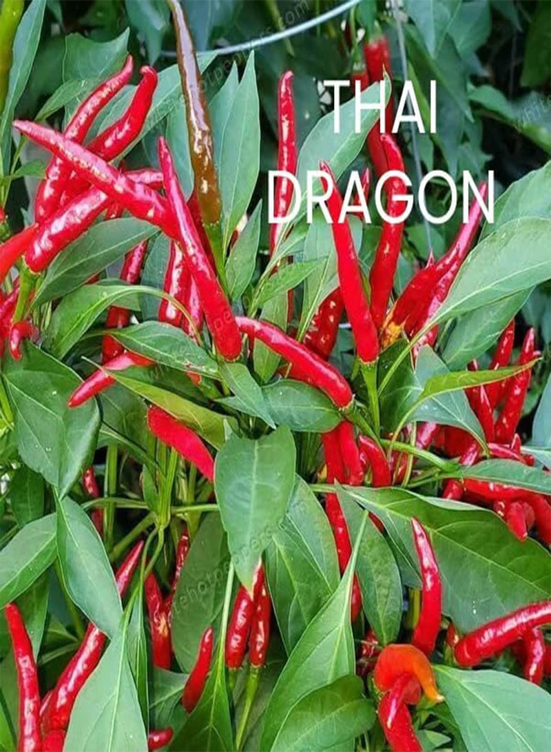 GGOOT Hot Chili Seeds Multi-Pack - 4 Different Varieties Spicy Pepper Seed Kit Includes Scotch Bonnet & Habanero Red - Open Pollinated Guaranteed Seed Variety - Image 5