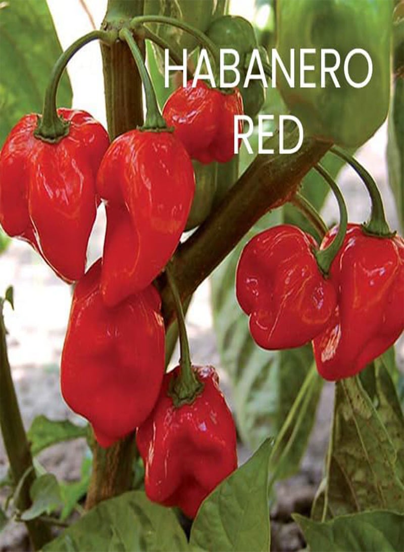 GGOOT Hot Chili Seeds Multi-Pack - 4 Different Varieties Spicy Pepper Seed Kit Includes Scotch Bonnet & Habanero Red - Open Pollinated Guaranteed Seed Variety - Image 3