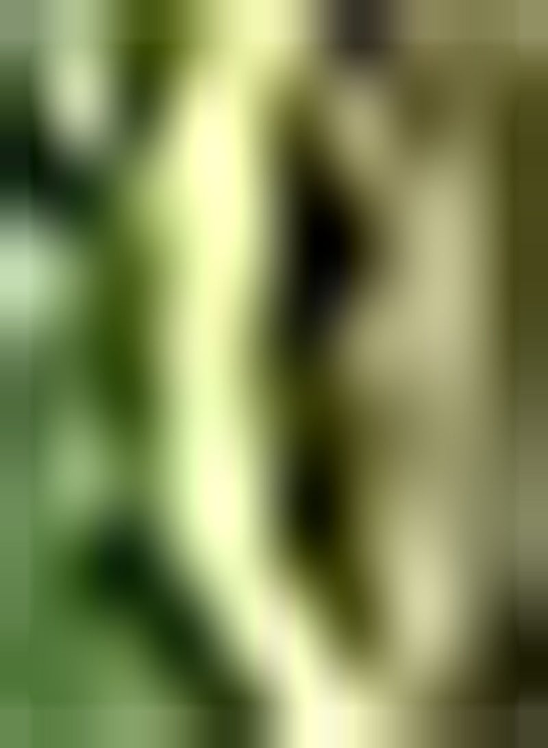 GGOOT 50Stück Gurkensamen Saftige Gurken Einjährige Kletterreben Gartendekoration Einfacher Sprout Schnell wachsend Geeignet für Anfänger - Image 2