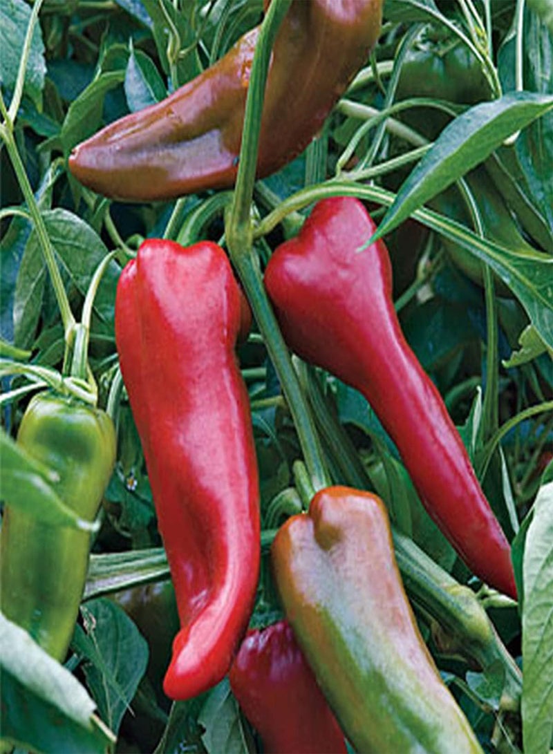 جي جوت بذور خضراوات الفلفل الحلو من تولي - كابسيكوم أنوم، زراعة منزلية بواسطة هيفي تورش، ١٠ بذور - Image 4