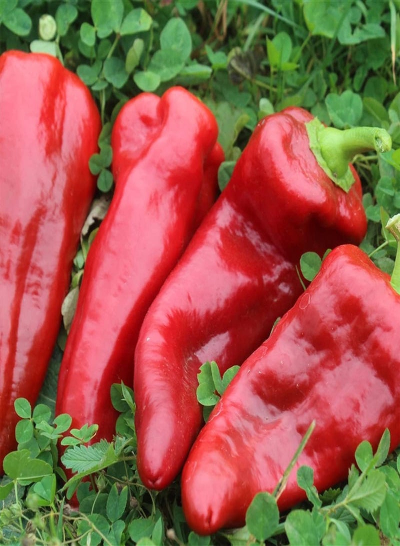 جي جوت بذور خضراوات الفلفل الحلو من تولي - كابسيكوم أنوم، زراعة منزلية بواسطة هيفي تورش، ١٠ بذور - Image 3