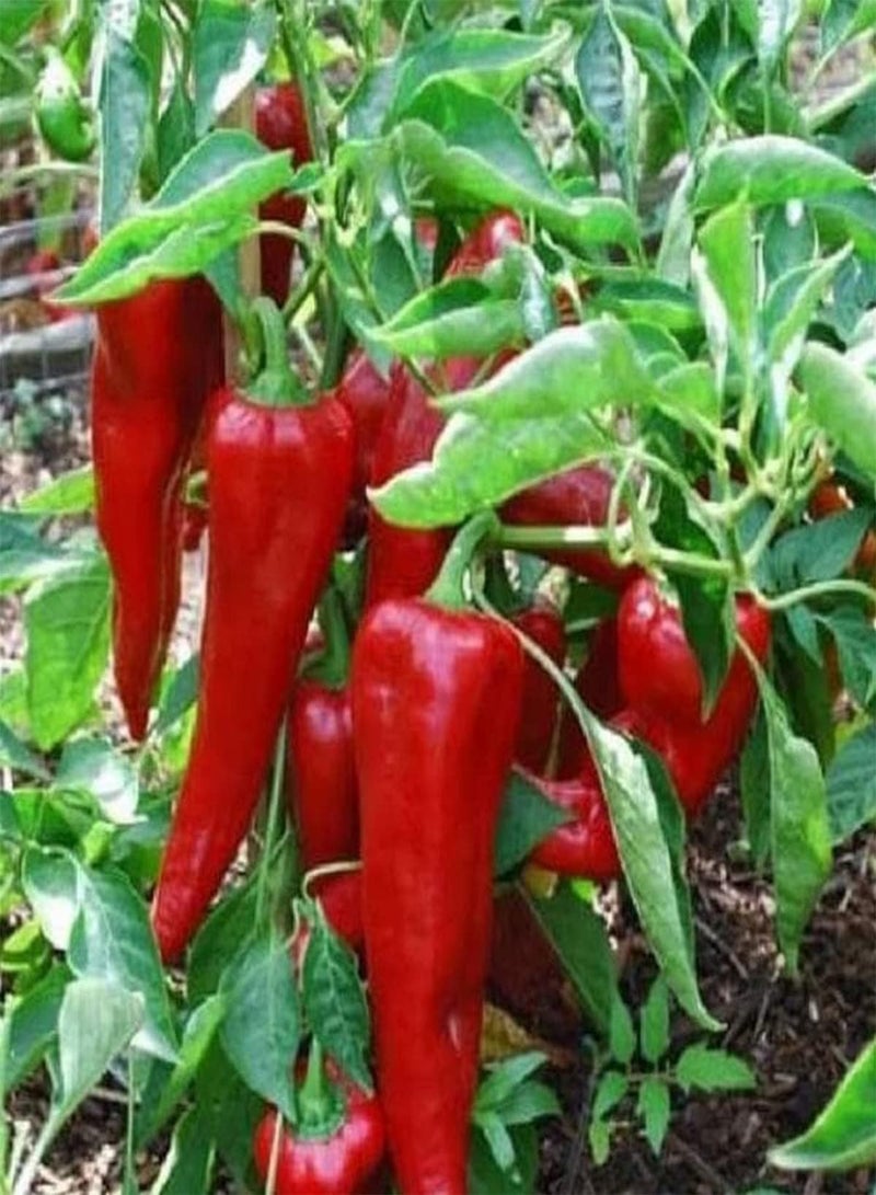جي جوت بذور خضراوات الفلفل الحلو من تولي - كابسيكوم أنوم، زراعة منزلية بواسطة هيفي تورش، ١٠ بذور - Image 2