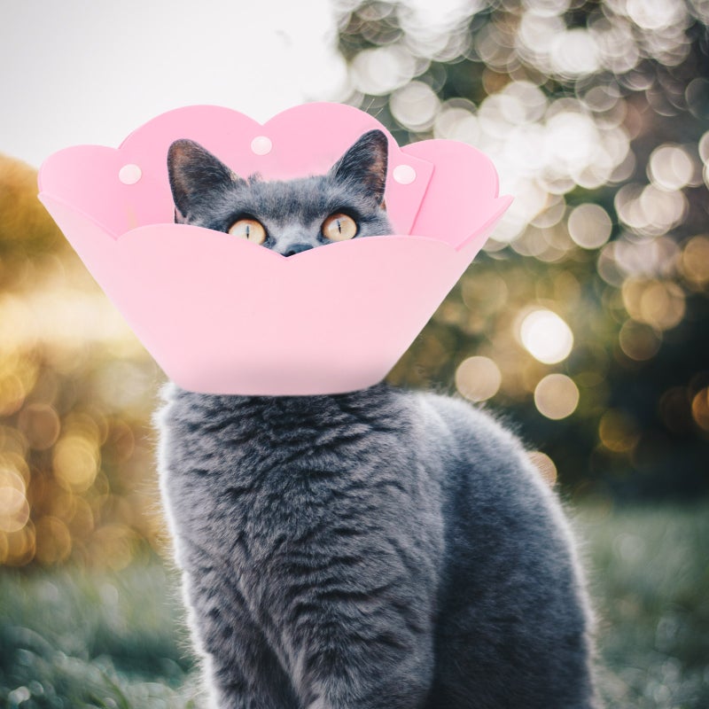 🐾 طوق قطة لتحفيز يمنع العض خفيف وقابل للتنفس - Image 5