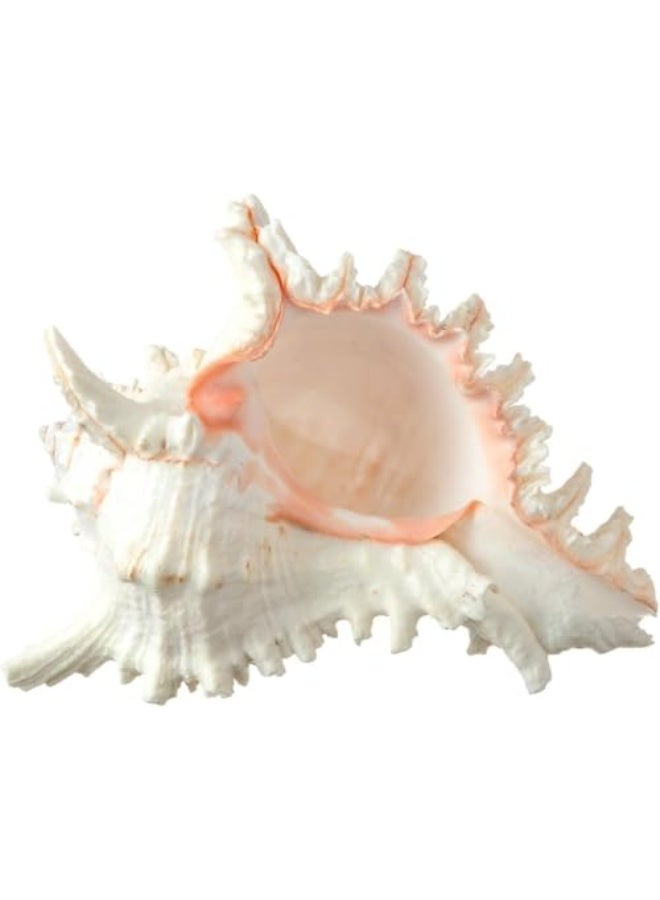 general Large Seashell - Large Seashell Decoration - Desktop Seashell Ornament - Large Seashell Decoration (Size: 16 cm) - Image 1