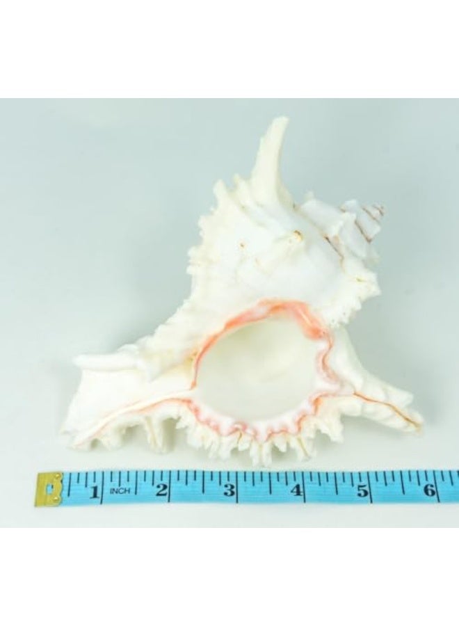 general Large Seashell - Large Seashell Decoration - Desktop Seashell Ornament - Large Seashell Decoration (Size: 16 cm) - Image 2