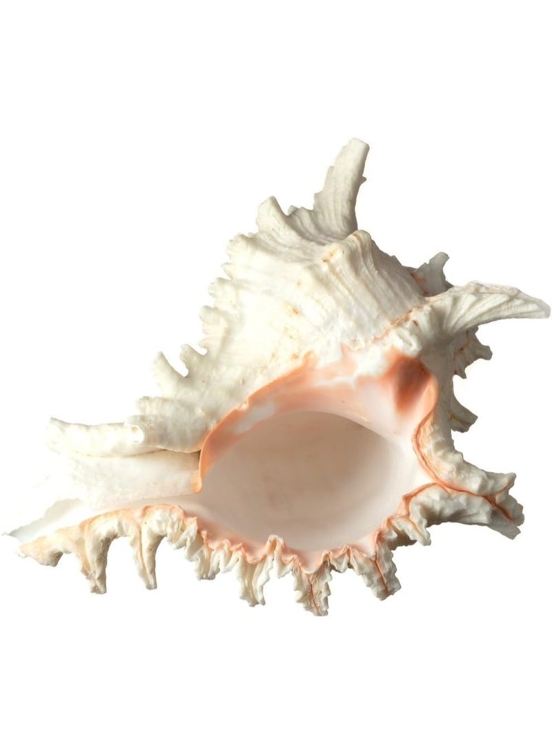 general Large Seashell - Large Seashell Decoration - Desktop Seashell Ornament - Large Seashell Decoration (Size: 16 cm) - Image 5