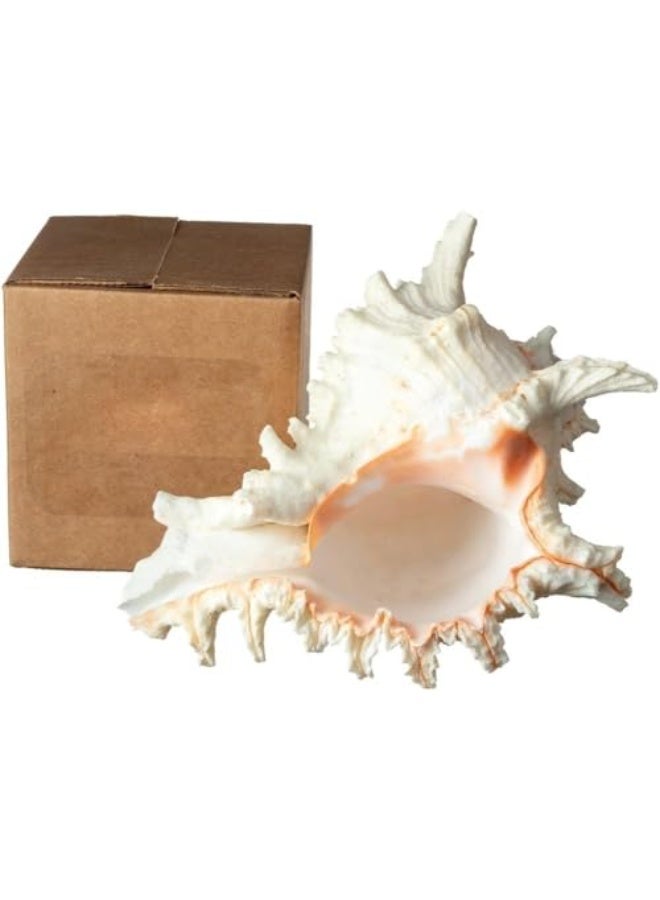 general Large Seashell - Large Seashell Decoration - Desktop Seashell Ornament - Large Seashell Decoration (Size: 16 cm) - Image 3