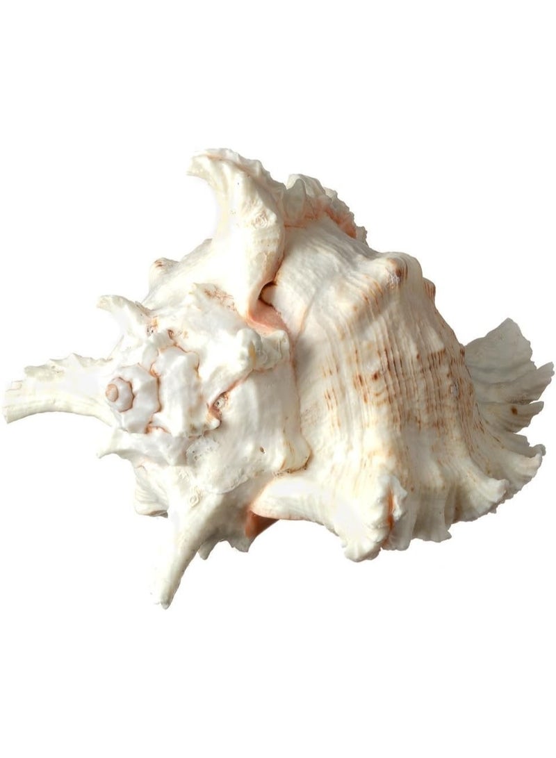 general Large Seashell - Large Seashell Decoration - Desktop Seashell Ornament - Large Seashell Decoration (Size: 16 cm) - Image 4